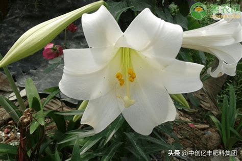 按摩百合的最佳时间(最佳时间/原因分析/注意事项)