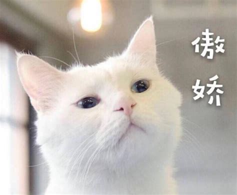 ��è��ʲô���������è����