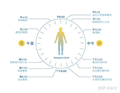 �����˯�������ʲô�仯�����ɵ������ӣ����ߵĹ���Ч�ʣ�����