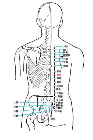 胆俞穴的简易找法(位置/找法/按摩方法)