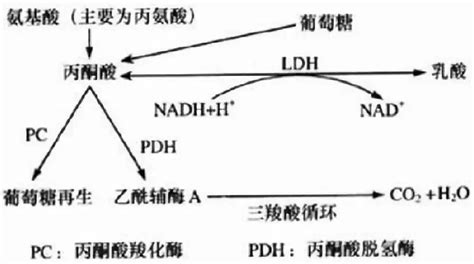 ��������ø��LDH���ߵ�ԭ��