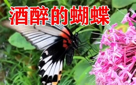 ���������ĺ���ԭ����˭ ���׸�����ô��������
