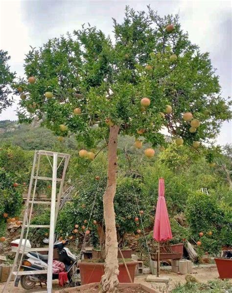 ��Ժ��ʲô����լ���� ��Ժ��ʲ