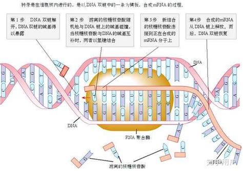 ��dna����ø��dna�ۺ�ø������(dna����ø��dna�ۺ�ø����ͬ��