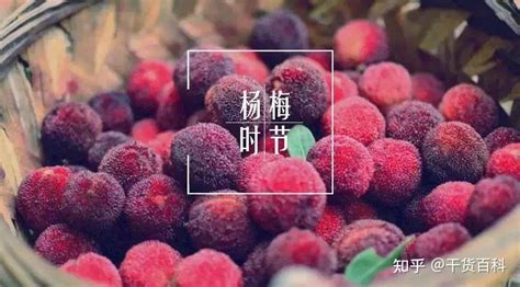 ÿ��һ����÷�͵�������������������÷�Ľ��ܣ�������÷���л���
