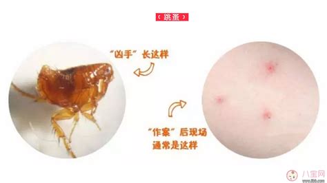 ͼ����ֳ�ҧ֢״��ʭ�ӣ����飯
