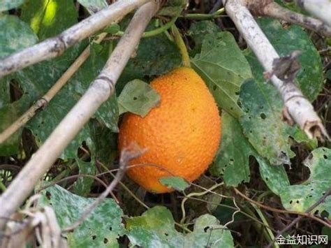ľ����Ĺ�Ч������ ľ�����ע������