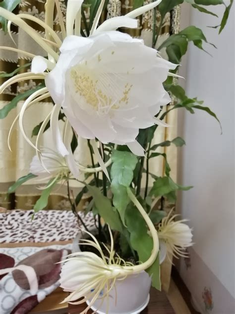 꼻���ʲô��Ч��������(꼻���ʲô��Ч������)
