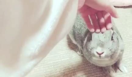 �������������ҵ�С���ӣ�����δ�����