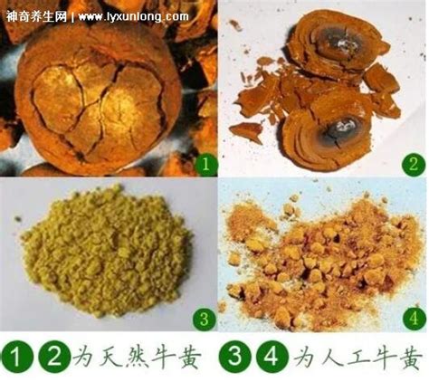 ţ����ţ���ĸ���λ�Ľ�ʯ���ε�