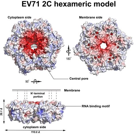 EV71������ʲô