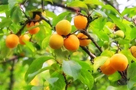 ÷�ӻ�ʱ��ʲô���ڣ�����6