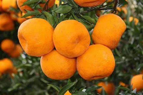����һ���ļ�������Ʒ�ַ��൫����û�н�����(�＾����)